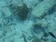 уникальные съемки рыб мальдив: акулы, мурены, скаты